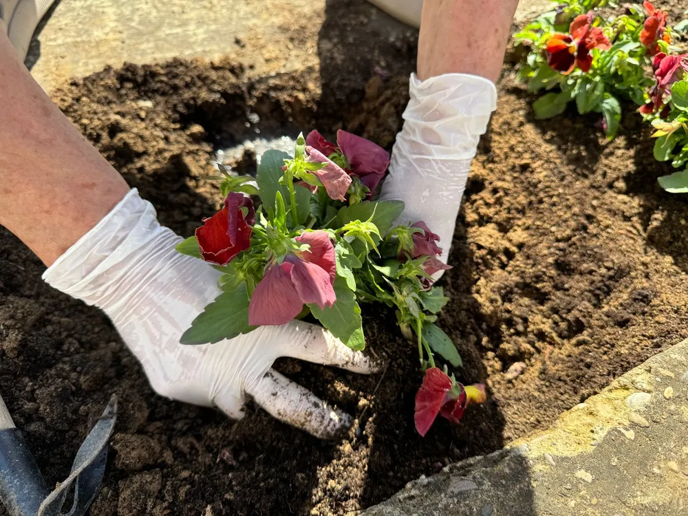 Gloved hands planting seasonal color into a fresh bed