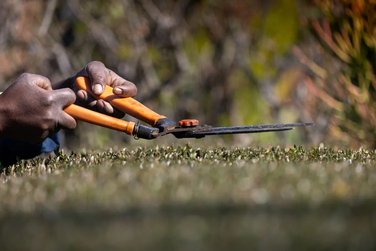 Hands guiding shears along a hedge line